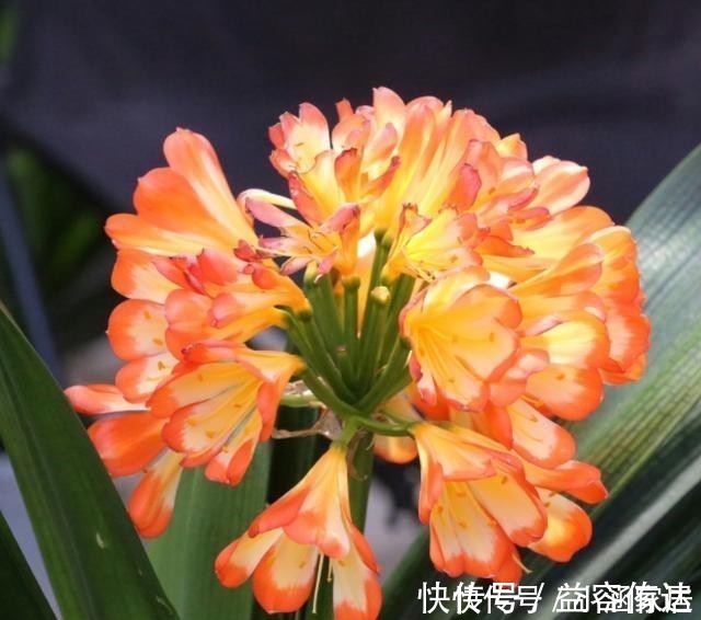 钾肥|君子兰为什么会夹箭,君子兰夹箭了怎么办,别慌,我来告诉你!