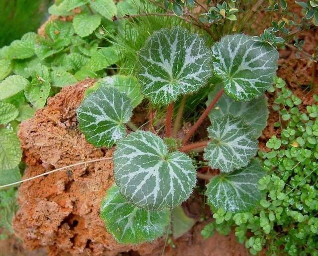  生长|有种小野草能开花，盆植无光也能活，可爱却很霸气