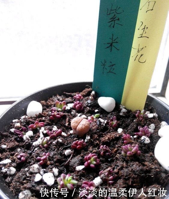 紫米粒“死不了”，怎么养都不死，喜欢“被虐”，3个月变一缸