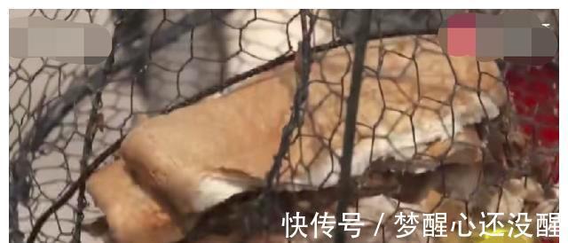 广东珠海泥猛泛滥!当地钓友反馈到处都是,一天能钓上百斤