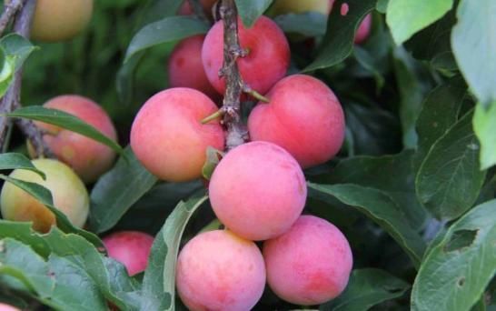 李子|到了三伏天,3种水果尽量少吃,尤其最后一种,以后最好少买