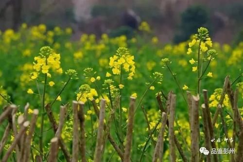 彭州：第一波春花开了！