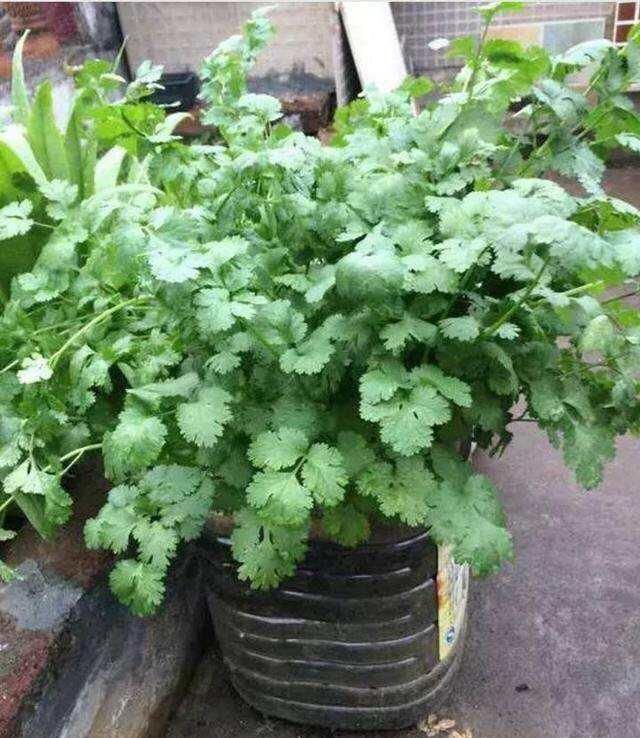 家庭种菜,用10个空油桶、泡沫箱,青菜辣椒收获不停,省钱又好吃