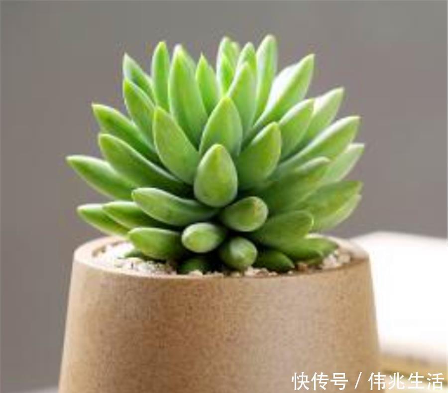 杆子|千佛手养护有2怕,难怪叶片干瘪杆子歪,学会了饱满晶莹端正挺拔