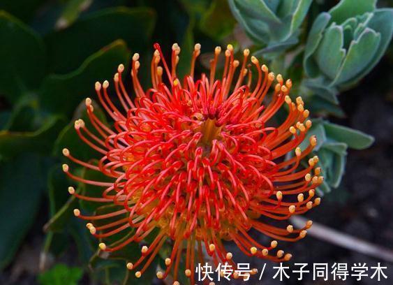 满屋|从9月7日开始，家养此款花卉，满屋飘香，花开繁多
