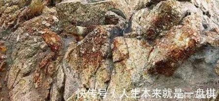 老年痴呆|美国老年痴呆最新测试很多老人已经无法找到图中的小动物