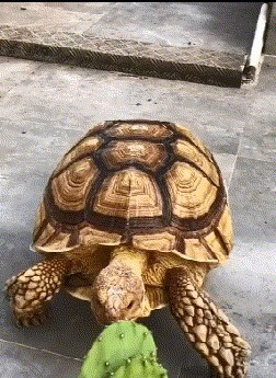 |搞笑GIF:发现武林高手了!这一脚让我从此踏上了不归路