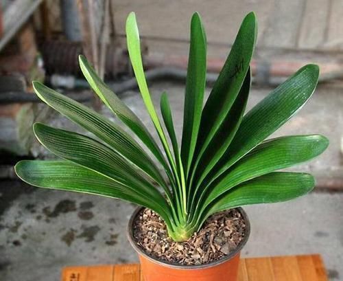 不会养君子兰?插根竹签子,立竿见影,养出高品质君子兰