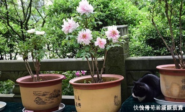 王大爷|食用醋也能用来养花，隔壁王大爷分享3个小窍门，叶片油绿开花多