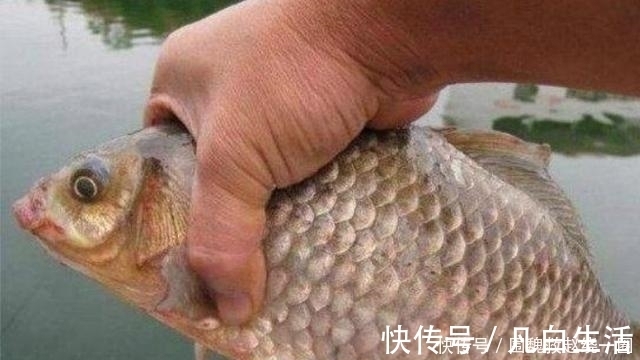 不是跟你吹,这5种特效饵“专攻”大板鲫,试过的人绝非等闲之辈