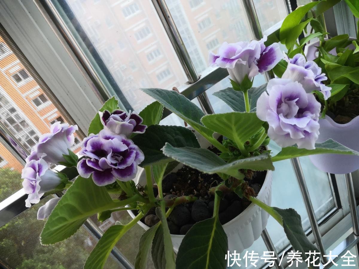 10种“荫蔽花”,家里没光也能养,光太强反而养不好