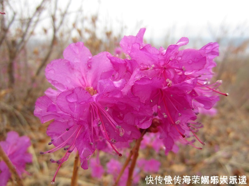 花中西施|此花是东北特有的花卉，是一个民族精神的骄傲，是西施花