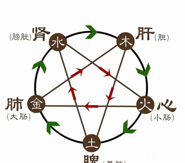 鱼腥草|“折耳根”天然的肺部清洁工,中医用它止咳、化痰、消水肿