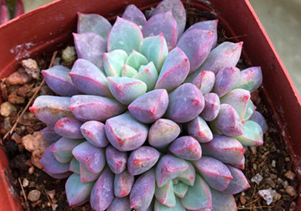 小美|买回家时还是小美肉,养不久就变成了小丑肉?从这些方面找找原因