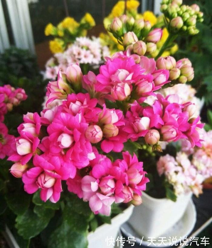 立冬后,养这10种花,切记不能多浇水,养不活都是由于手太勤