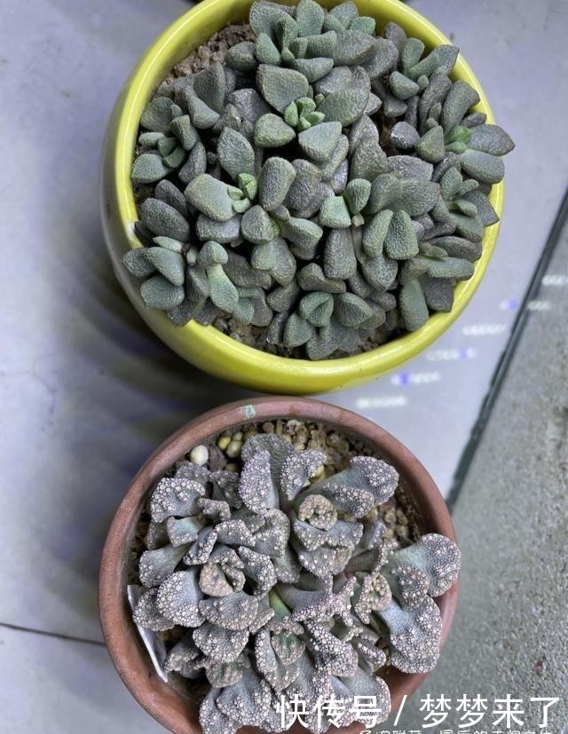 幸福|小小的幸福,多肉露养到秋天的收获