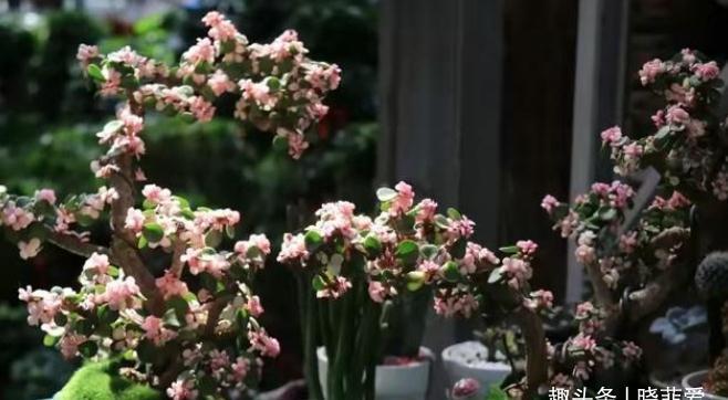 6种常见的“漂亮花”，好养少浇水，养成盆景“身价”翻倍