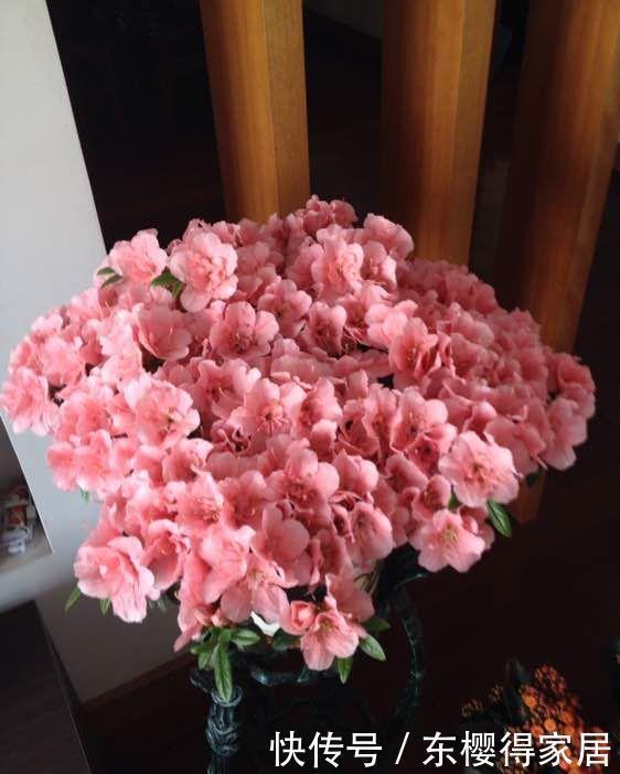 指甲花|“4种花”花期长达300天,好养又漂亮,财源滚滚来,还很好养!