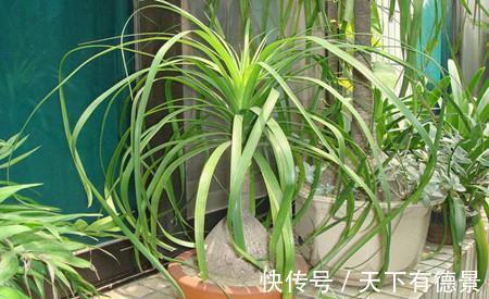 花卉|5种“漂亮花”，平时少浇水，旱不死，开花更准时
