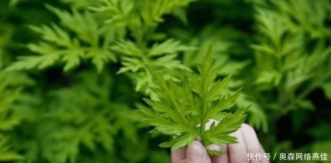 煮水|艾叶煮水真是太厉害了,解决了男女不少的麻烦,现在明白还不晚