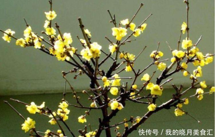 牡丹|几款花卉最适合新手养殖,花大色艳,养在家中香飘满屋