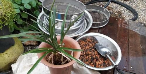 春天常去“轧马路”的人，多捡些它们养花吧，省钱实用