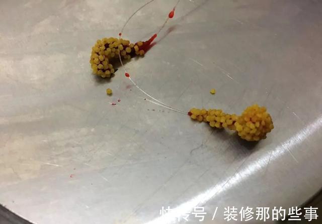 添加剂|酒米的颜色会影响鱼咬钩?实战告诉你什么样的酒米最招鱼