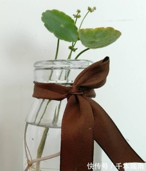 喝完的酸奶瓶不要扔,水培几棵铜钱草就是一抹风景