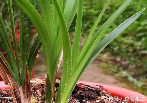 兰花叶子枯萎怎么办?教你5个妙招,新手兰友一定要知道