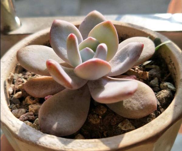 养多肉不会选盆?3个方法,教你一次选对花盆