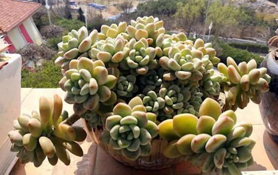 盆栽多肉如何顺利度夏做到少浇水，不砍头、撸叶子就够了