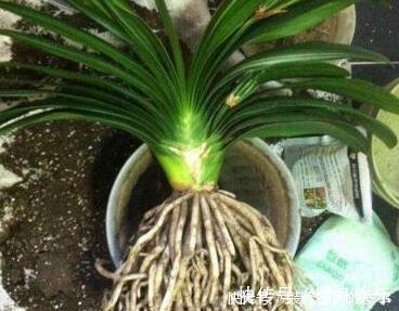 柳树枝|天凉后,君子兰浇上养根水,长出格格叶,一窜3箭花,超好用