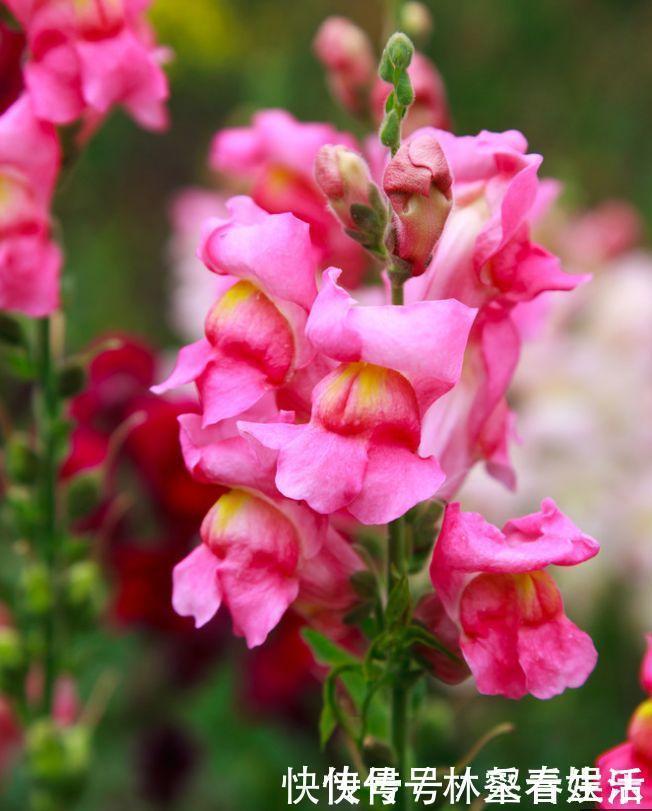 草花|家养“4种花”,招财、旺宅好兆头,好养又漂亮,天天有花赏