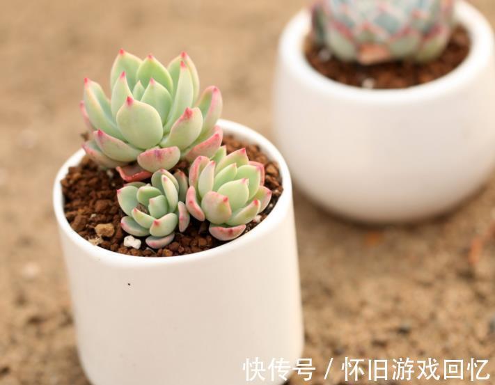 花卉|6种漂亮花,冬天“虐一虐”,少浇水多晒晒,越养越好看