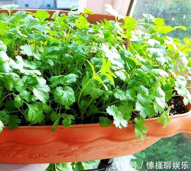 生菜|现在开始,花盆里养上“3种菜”,整个冬天“吃火锅”随便摘