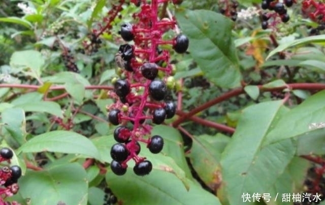 商陸|農(nóng)村中一種不起眼的野草，用來泡腳可治療腳氣，見到可不要錯過