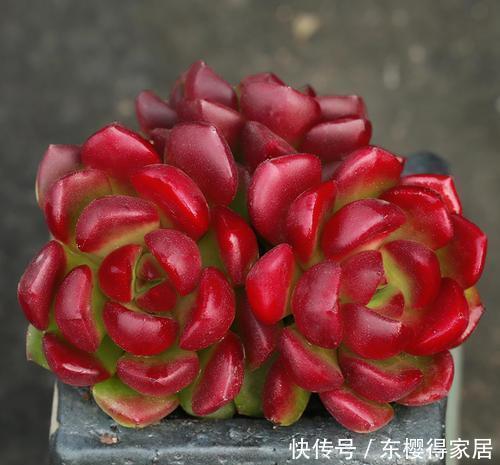 为您整理20款红色系多肉,热情奔放,总有一款是你迷恋的!