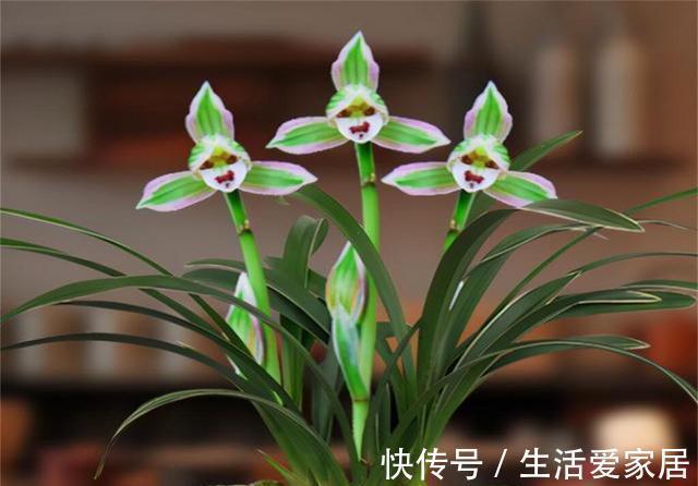 花双色|这兰花不常见,一花双色,兰香浓郁,叶带金边,是兰中极品