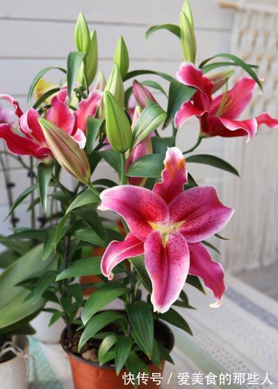 3种漂亮花,高雅大气毒性强,再喜欢也别养在室内,赶紧搬出去