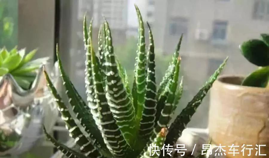 有害气体|家里养这12种“吸毒”绿植,净化空气,老人小孩少生病