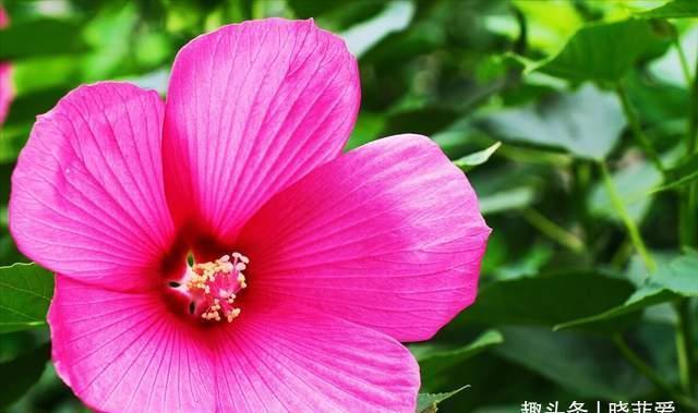 芙蓉葵|3种花耐寒又耐热,南北都能种,开花色彩艳丽,高雅大气