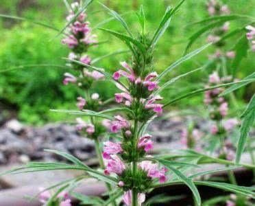 睡眠|女性不想早衰，不妨多吃几种食物，帮助睡眠，补气养血，早吃早好