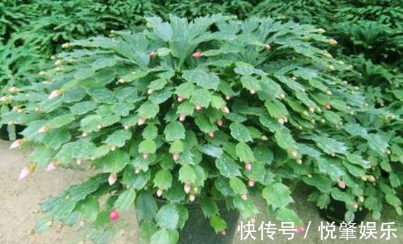 蟹爪兰|蟹爪兰叶子“软塌塌”教你做3步,嗖嗖冒新叶,入冬花朵爆盆