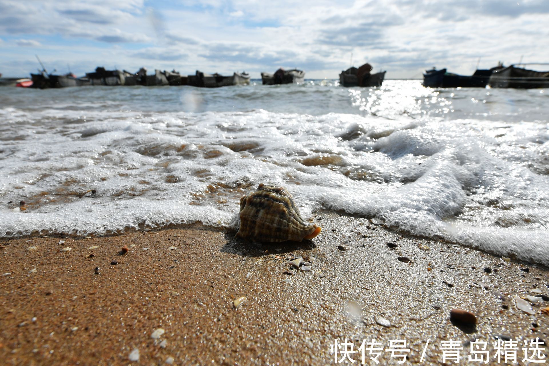 甲壳|青岛这片“贝壳海滩”，你见过么？