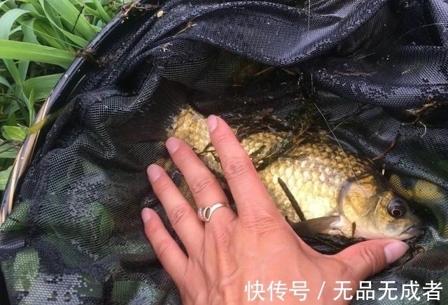 光水区|光水钓鲫鱼那点事儿,用长竿太累,但能比别人钓得更多