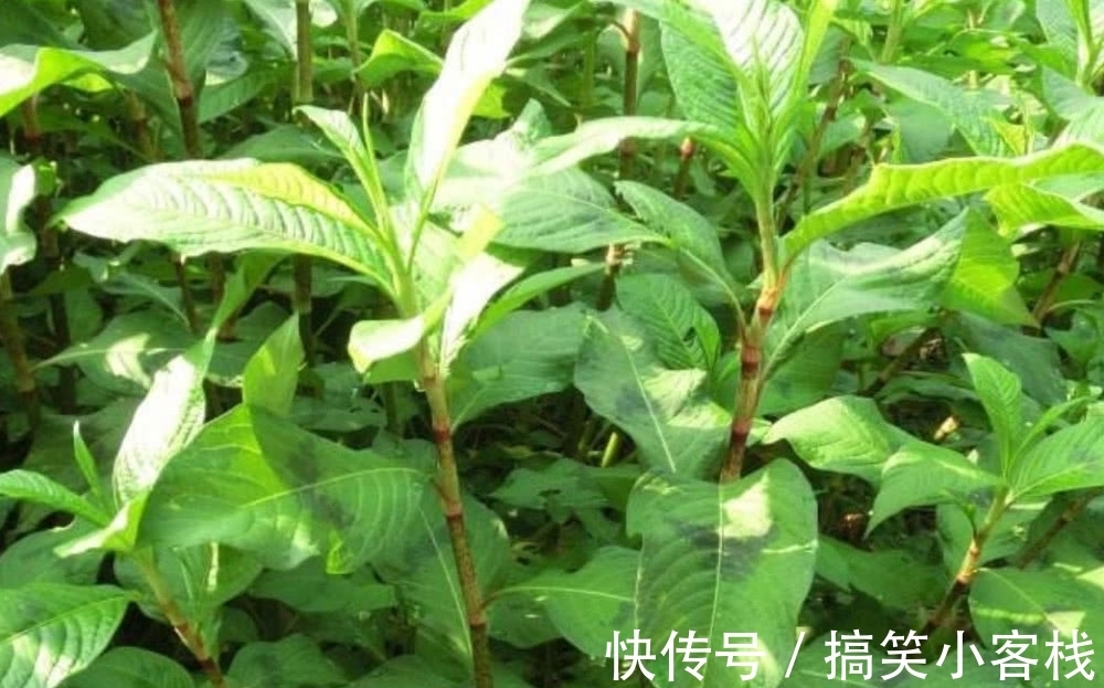 用一种常见野草就能有不菲的渔获,但被钓鱼人所不齿,理应杜绝