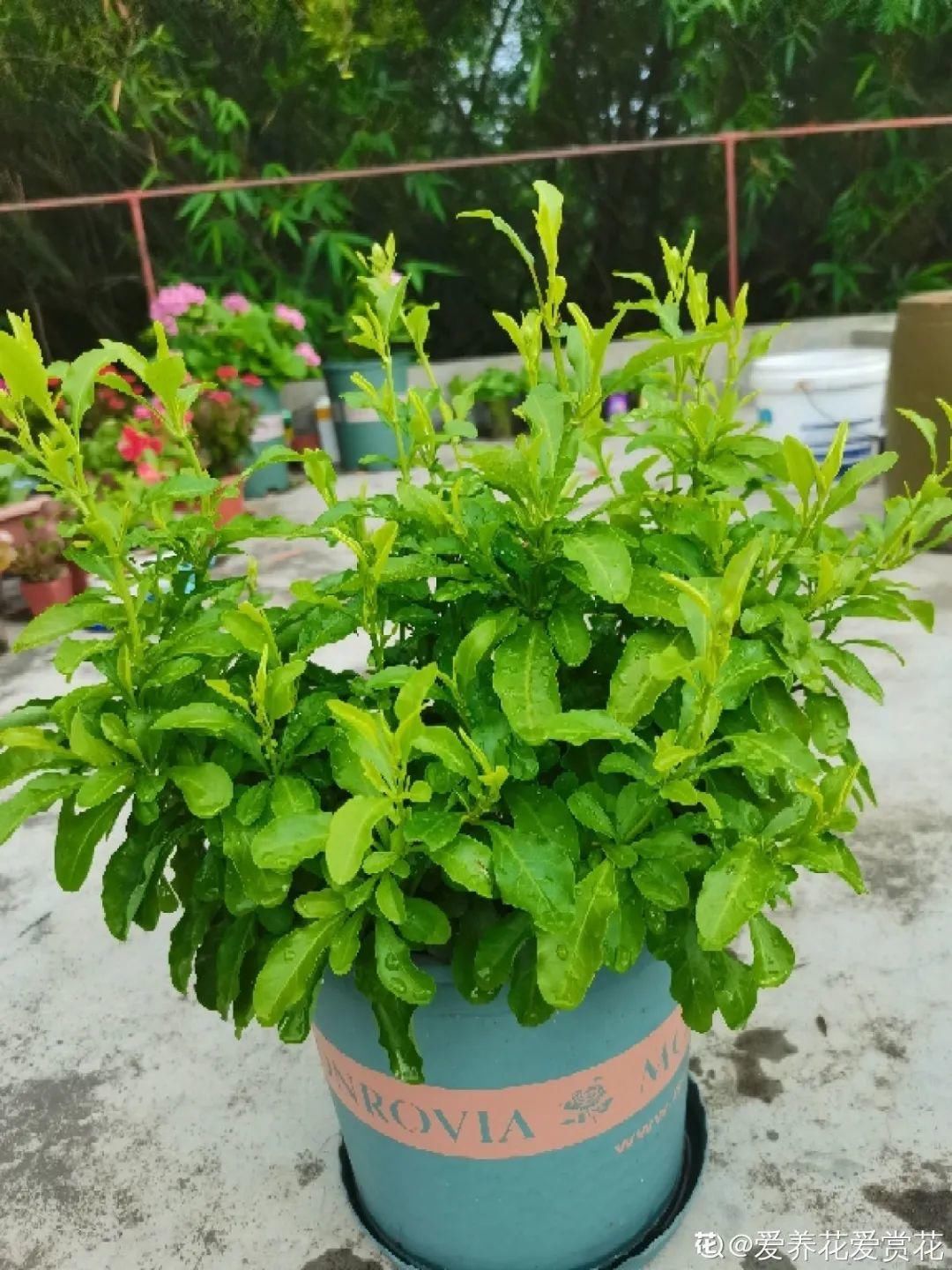 棒棒糖|从养花大神家，偷来3个爆花技巧，快学，24小时后删