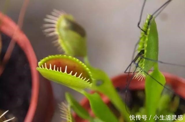 在家里用花盆养食虫植物特简单,定期浇水和喂个小虫即可!