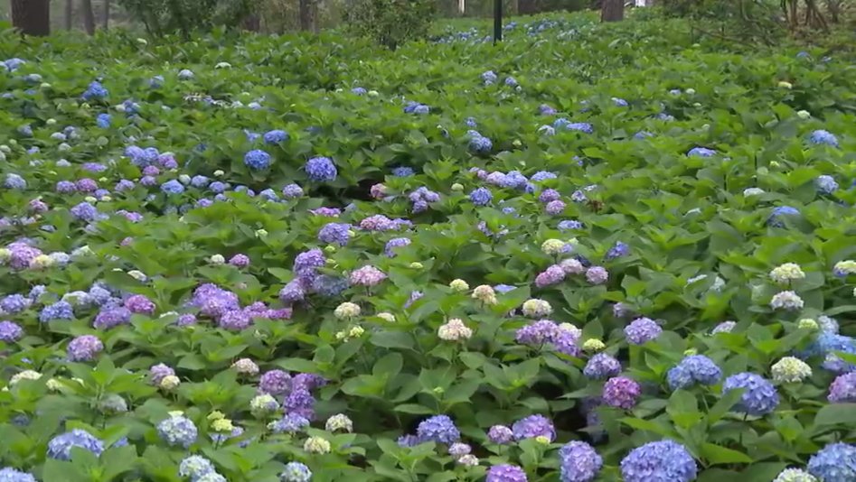 3000平绣球花盛放 缤纷花海醉游人