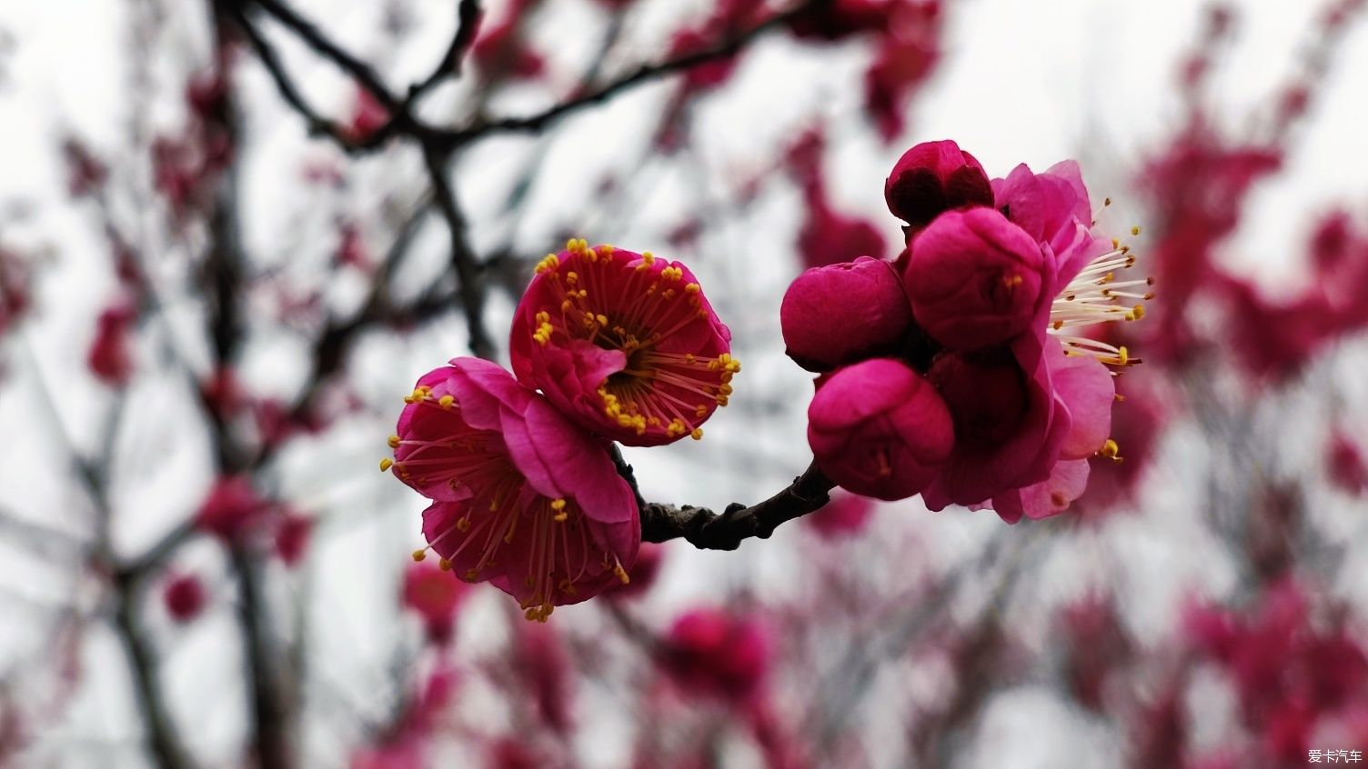 【爱卡踏青季】花枝俏